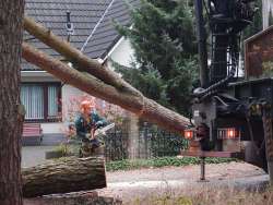 bomen rooien Mill en Sint-Hubert